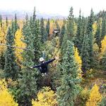 Denali Zipline Tours