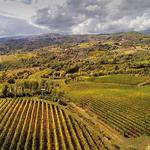 Local Vineyards and Wineries