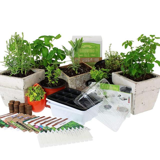Medicinal & Herbal Tea Indoor Herb Garden Starter Kit | Deluxe Herb Seeds | 12 Non-GMO Varieties | Seeds: Peppermint, Hyssop, Fennel, Sage, Lemon Mint, Chamomile, More