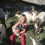 Háafell - Goat farm