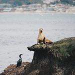 La Jolla Shores Beach & Cove