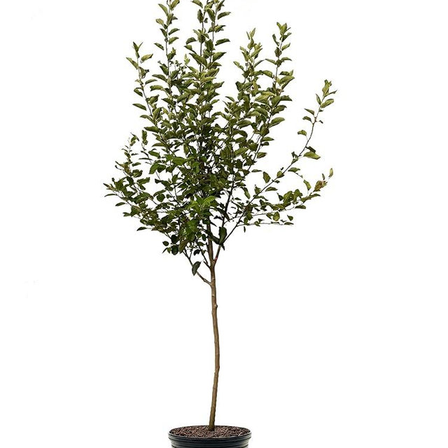 Pink Lady Apple Tree, Premier Size, Fruits 2 Years Faster, Largest Deliverable Size, 7 gal. Nursery Pot (Due to Agricultural Laws, we Cannot Ship to CA, AZ, AK, or HI)