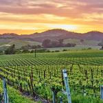 Napa Valley
