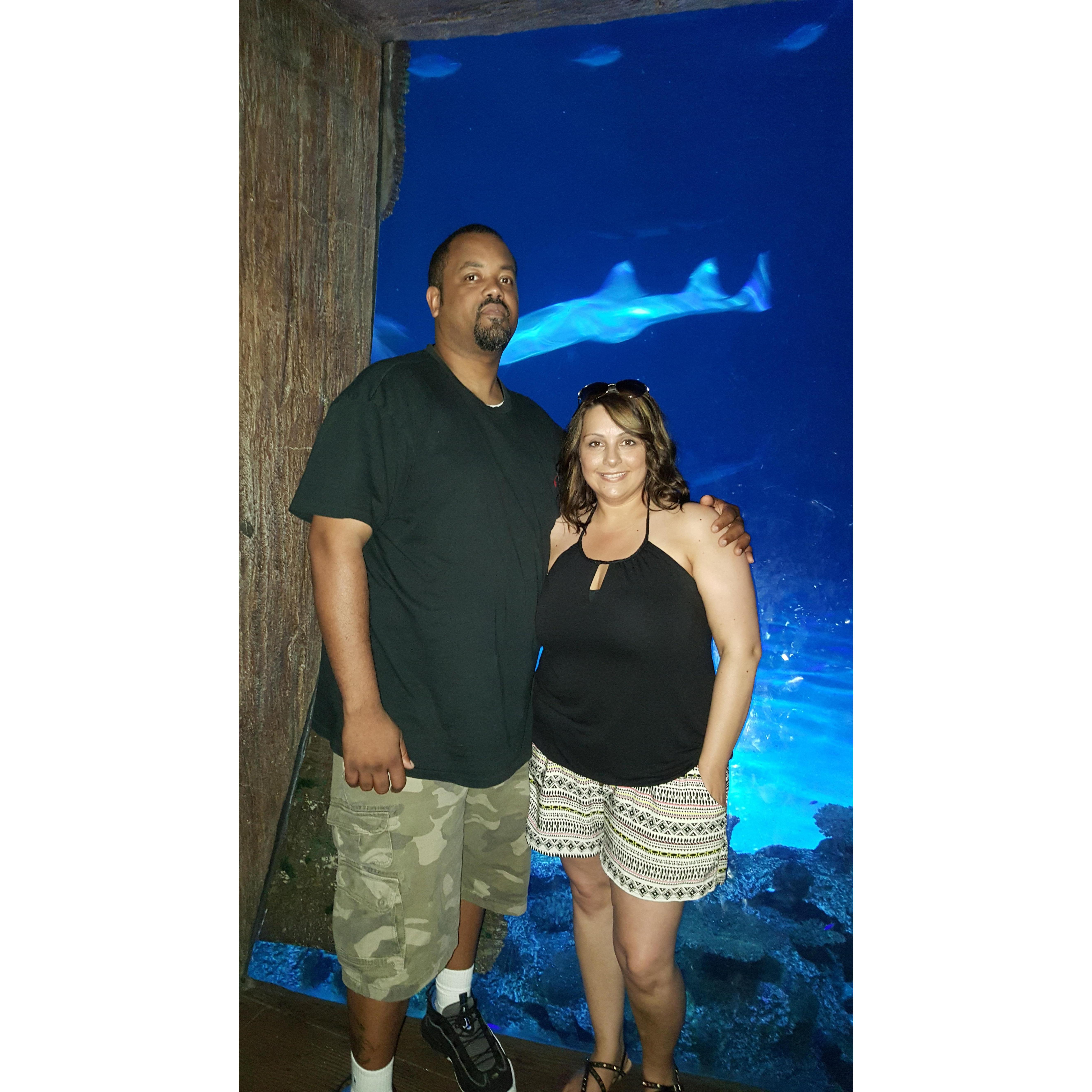 Shark reef aquarium, Las Vegas 2015