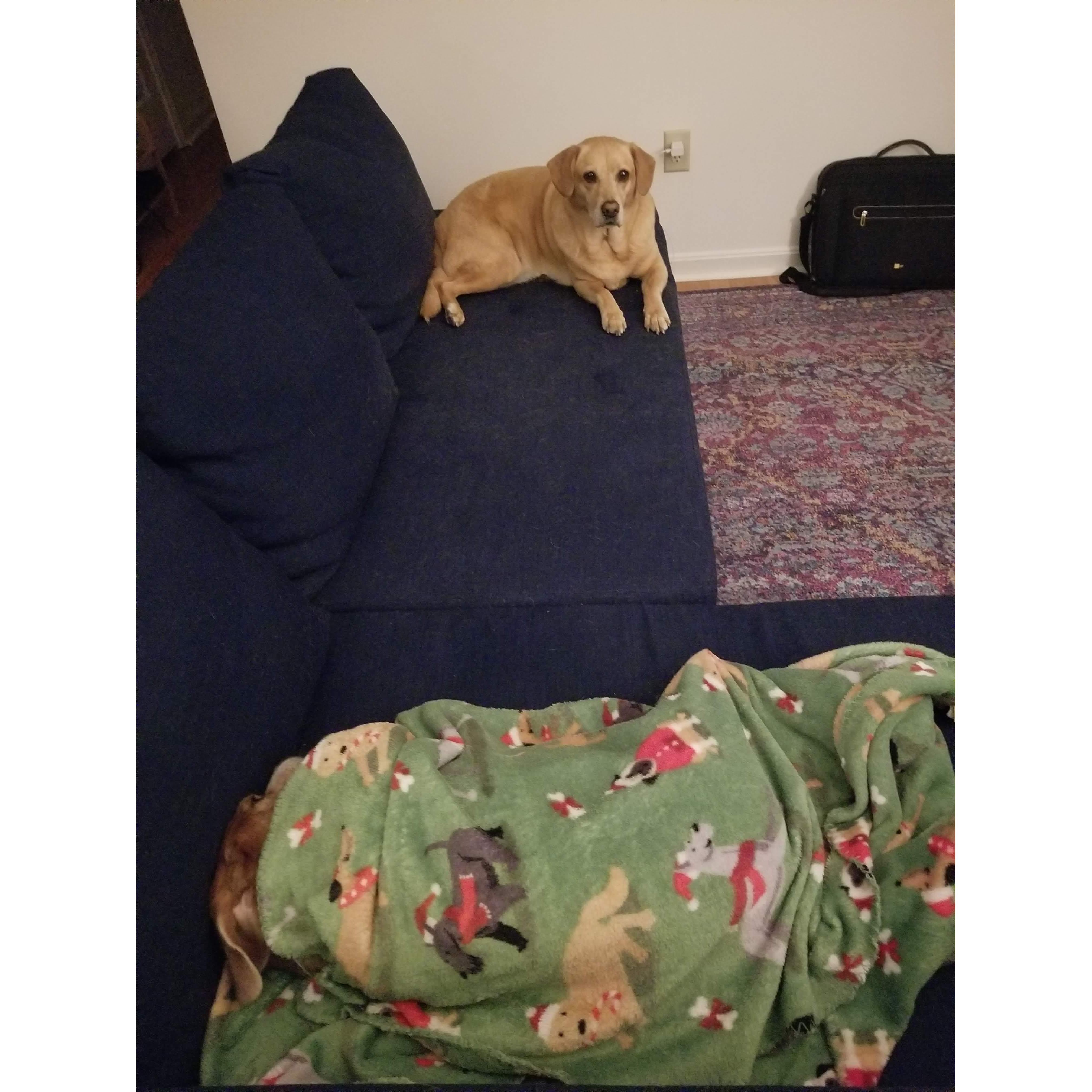 Find Lila!