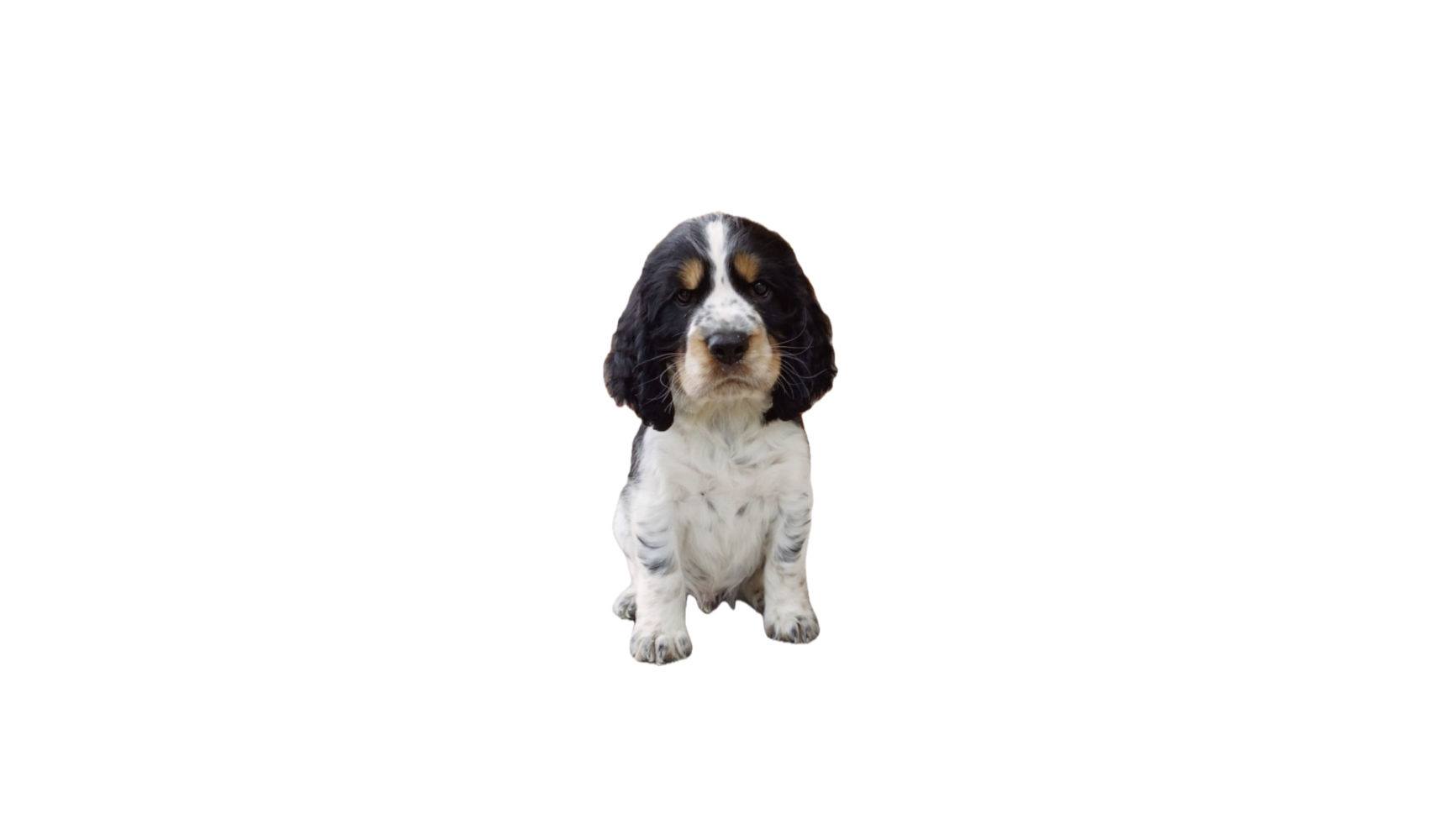 Footer image