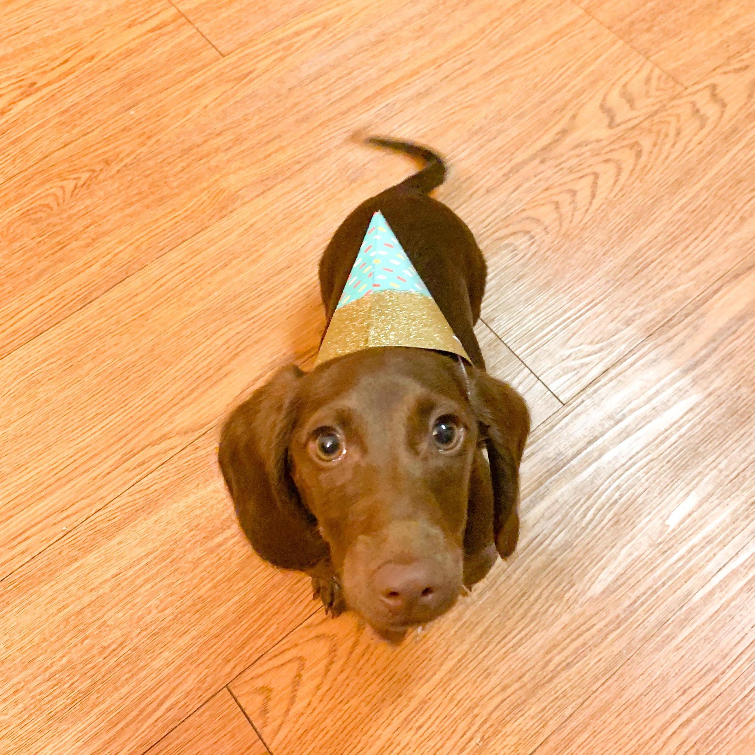 Bean the Ween- Morgan and Jacob's dachshund pup