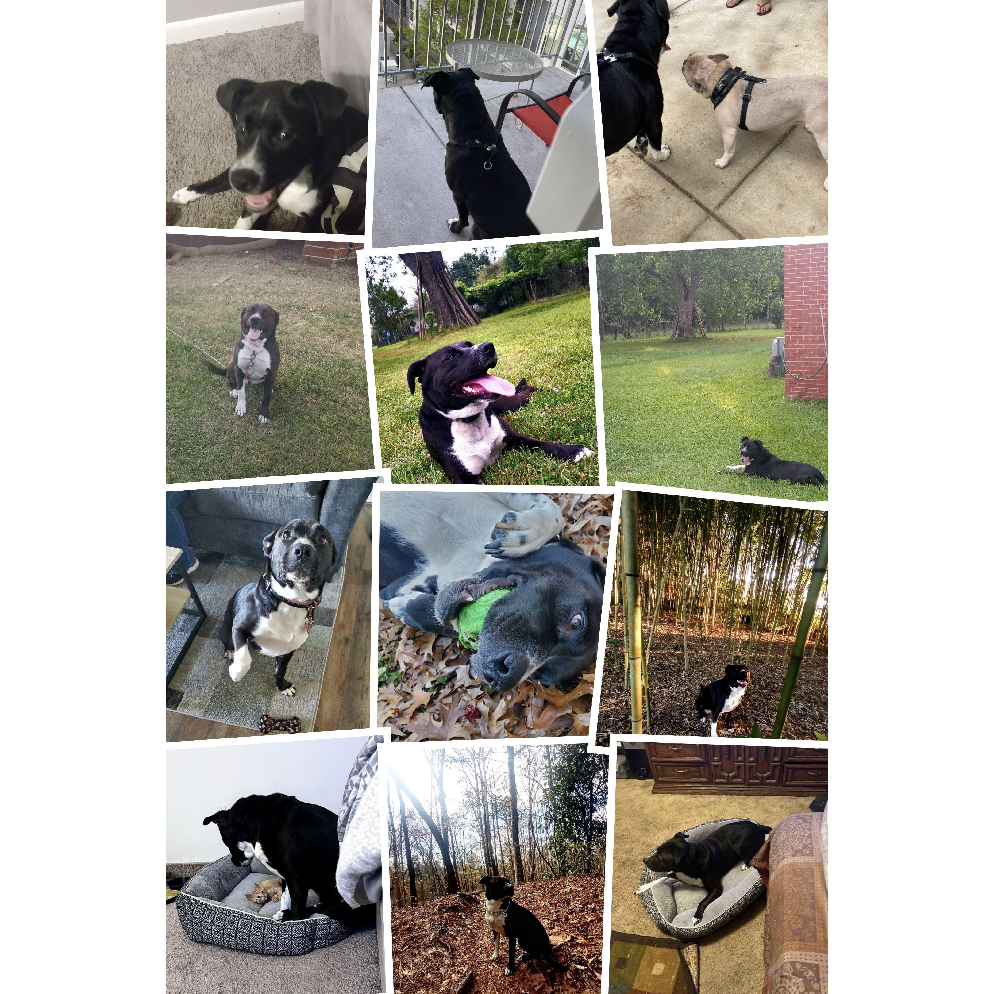 Bella Ann will always be more than just a dog to us!