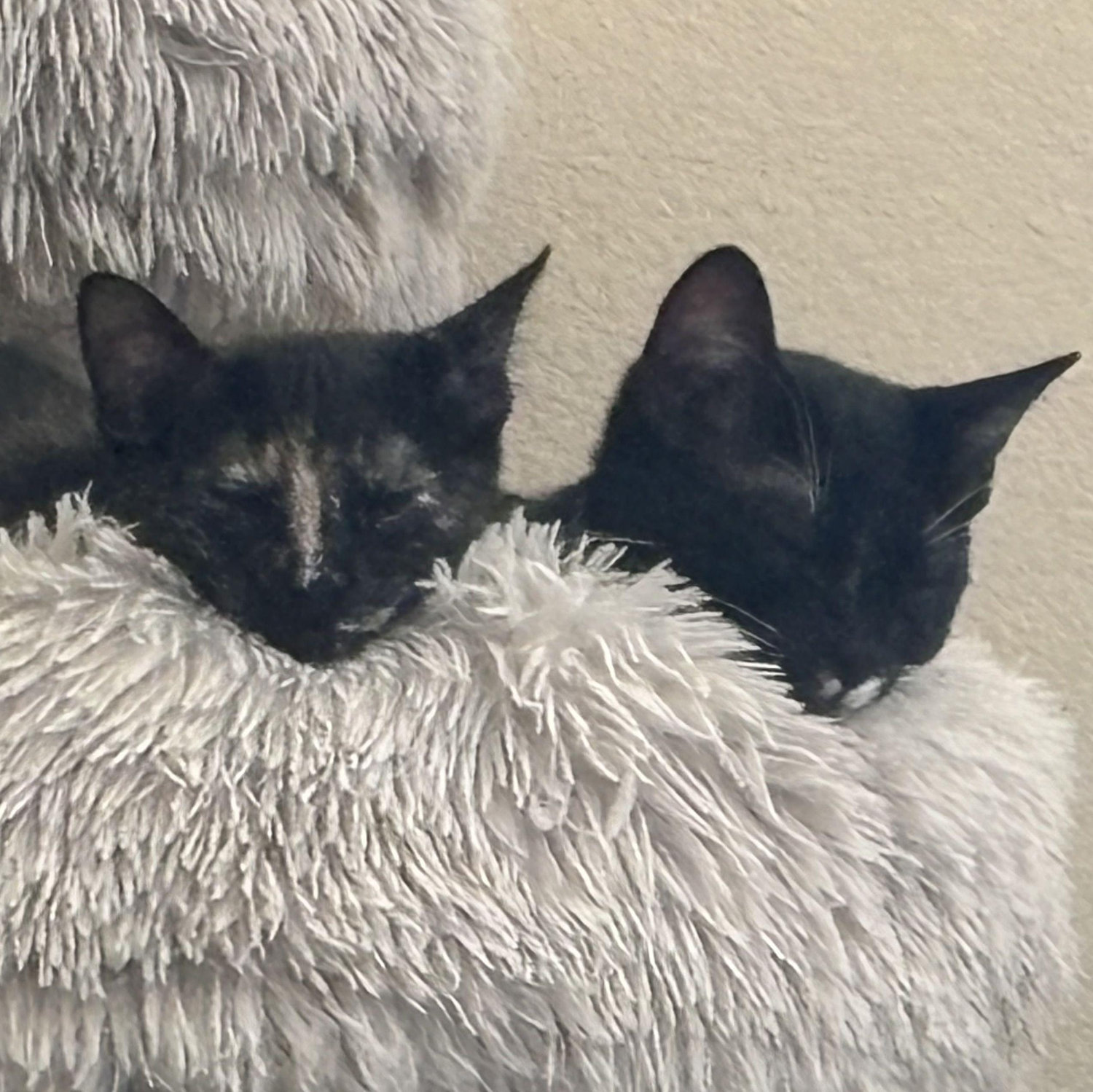The terror twins taking a nap