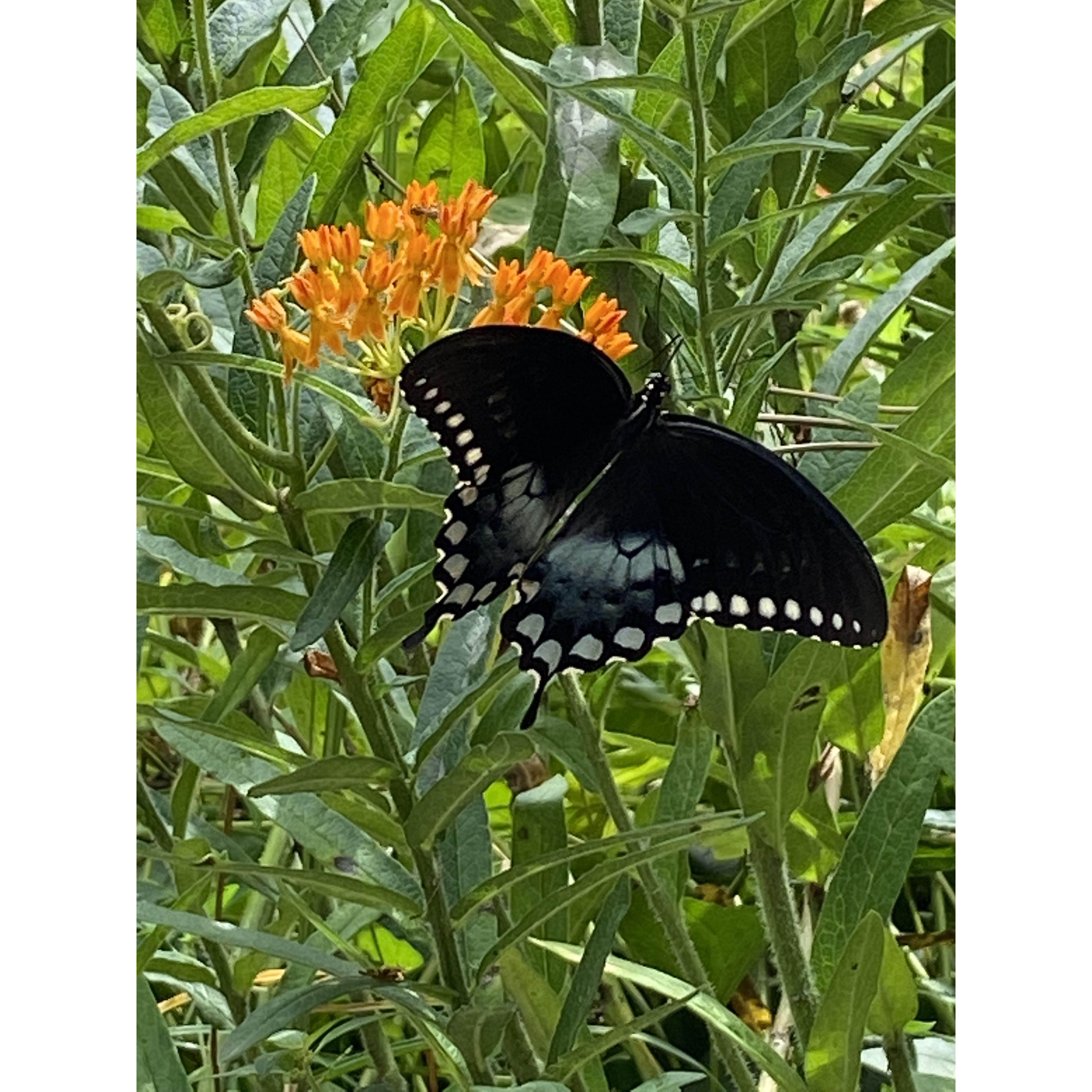 Mathes' Butterfly Garden 
A special thanks to Hester and Andy Mathes for hosting a gathering of dear friends at their home July 18. A shout out to PJ for meeting lots of new people all at once!