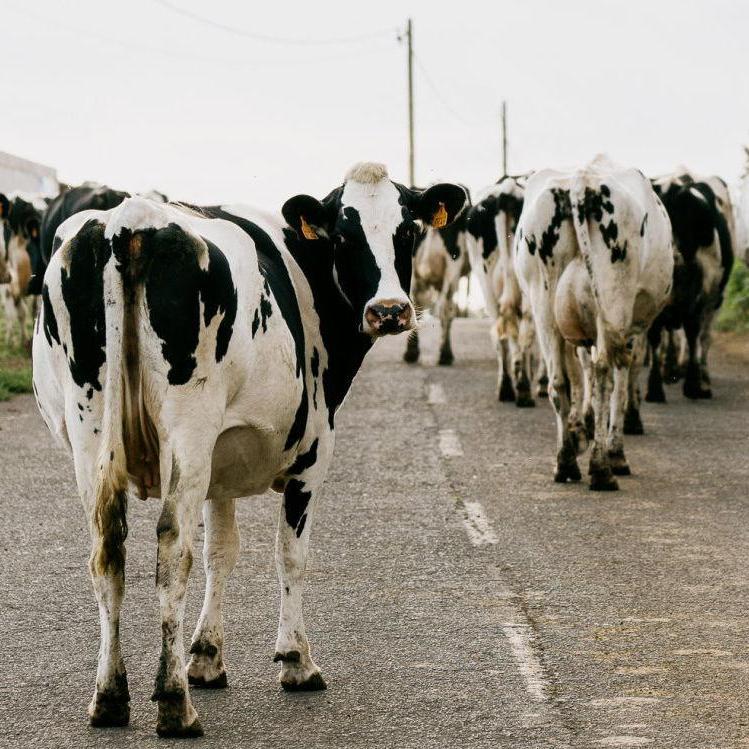 Happy Cows
