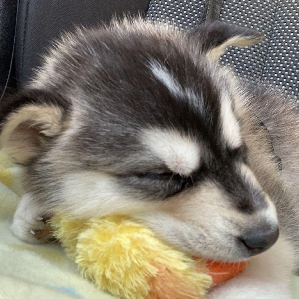 Allie with her little ducky