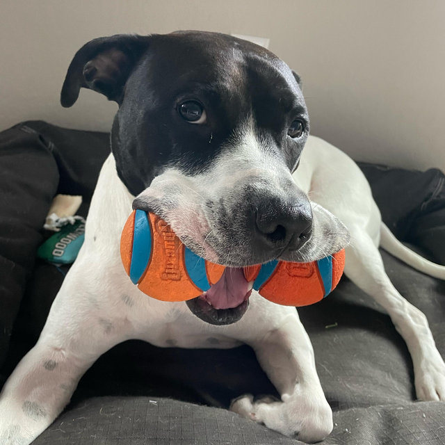 Dog Toy Fund
