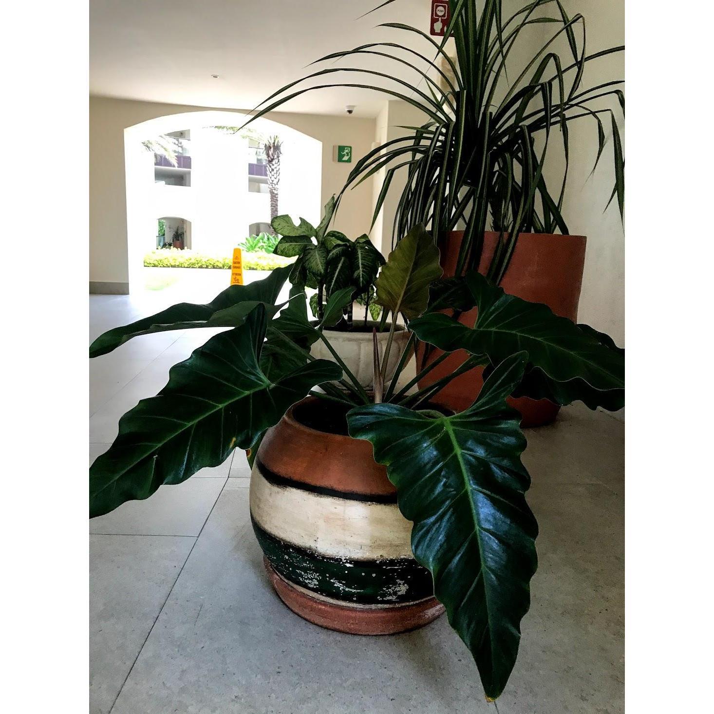 Resort Life - Plenty of plant life and art scattered throughout.