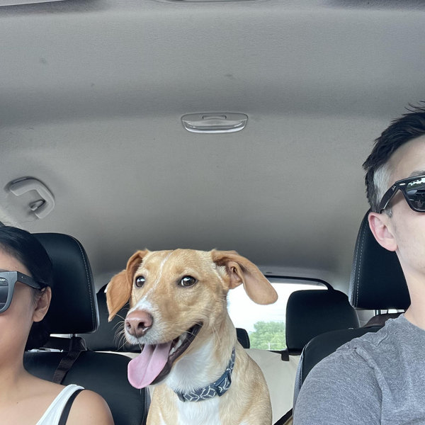 Daycare while my pawrents get married in Hawai'i