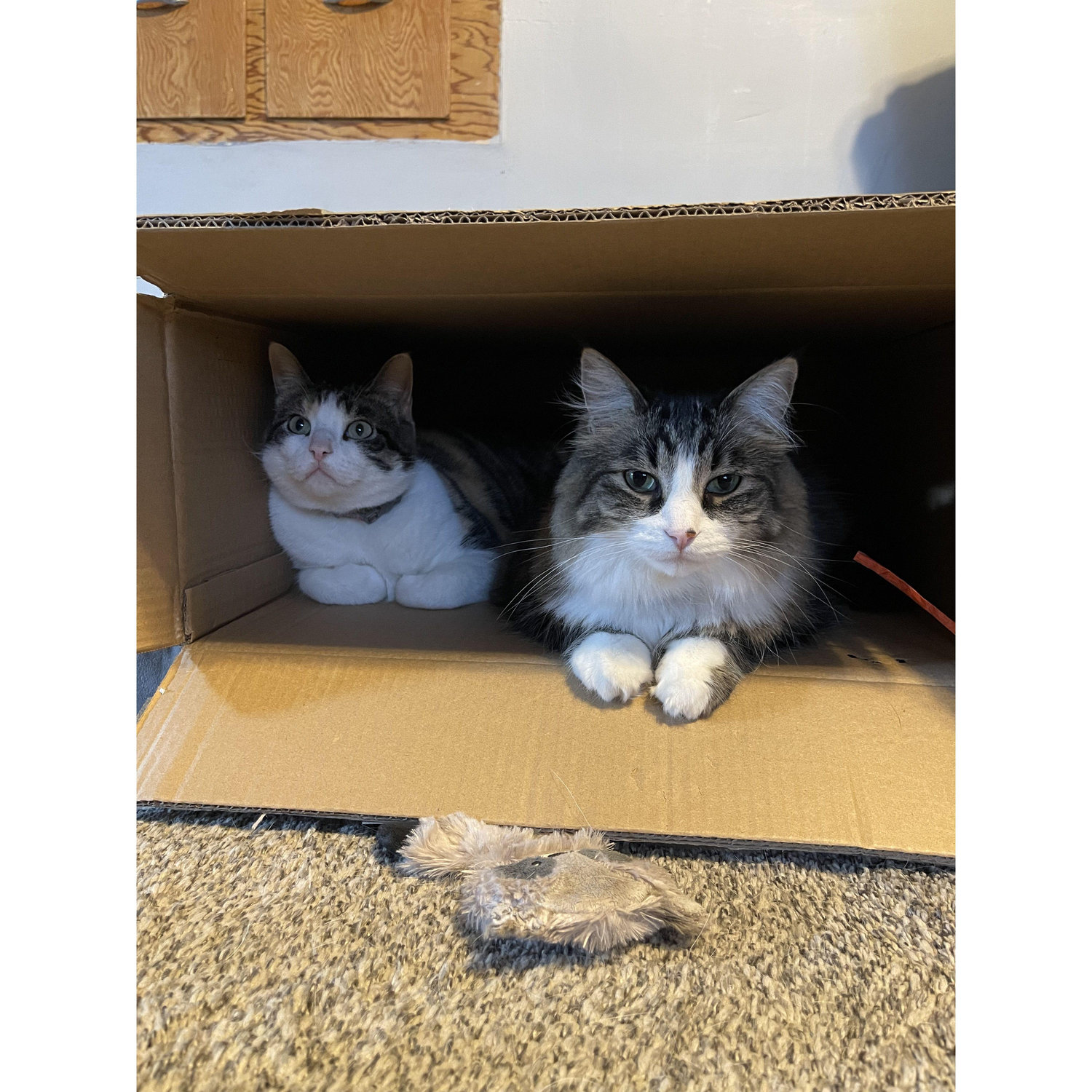 Our other two fur babies