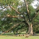 Audubon Park