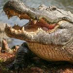 Gatorland