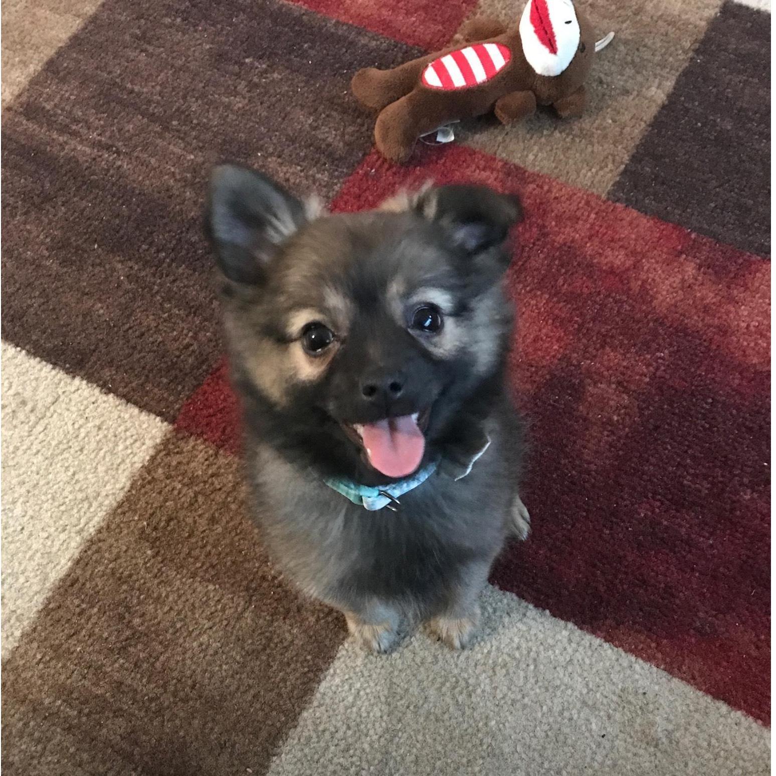 Pupper Piña