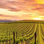 TO DO - Jamesport Vineyards