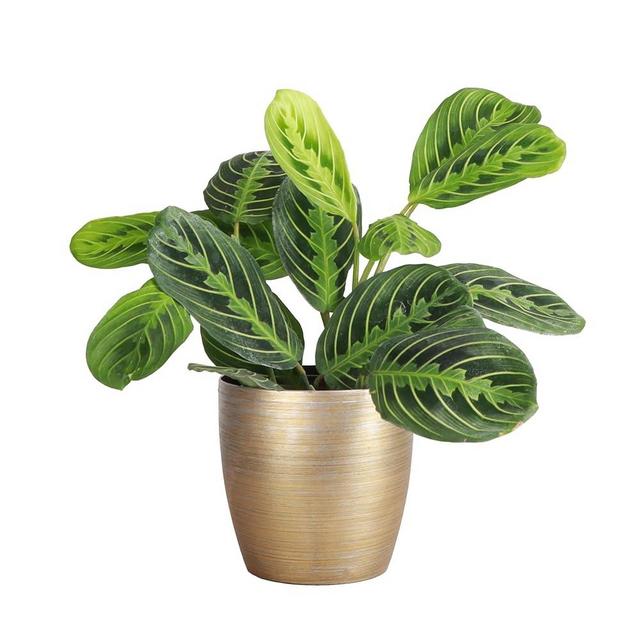 Thorsen's Greenhouse Lemon Lime Prayer Plant, Live Indoor Plant, Pet Friendly, Attractive Houseplant, Lemon Maranta, Natural Air Purifier, Easy to Grow, 4" Diameter Pot (Gold)