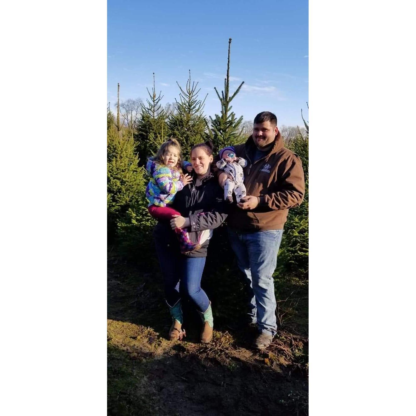 Choosing our tree 2018