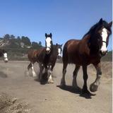 Covell’s Clydesdales
