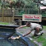 St. Augustine Alligator Farm Zoological Park