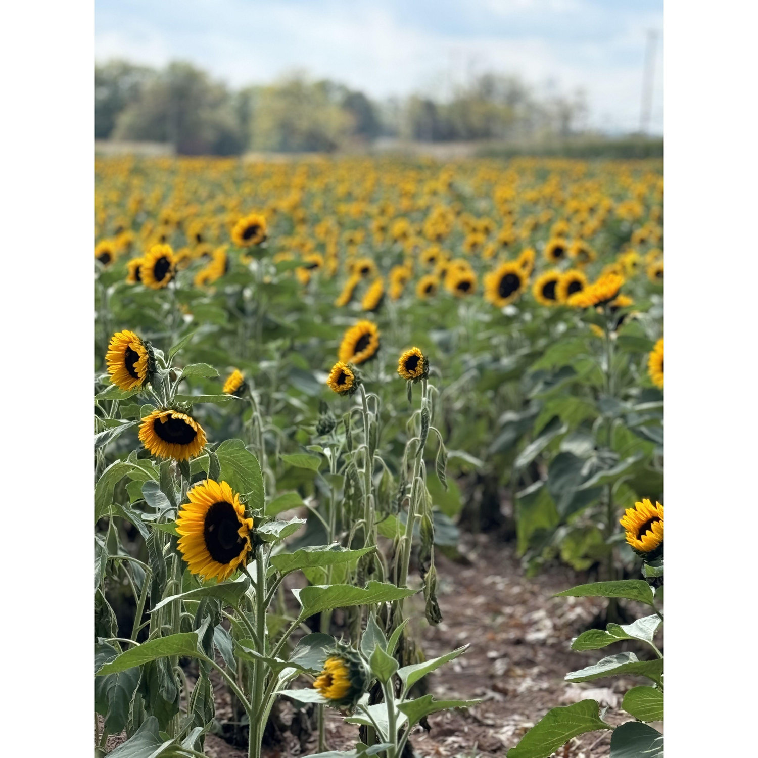 Sunflower Picking