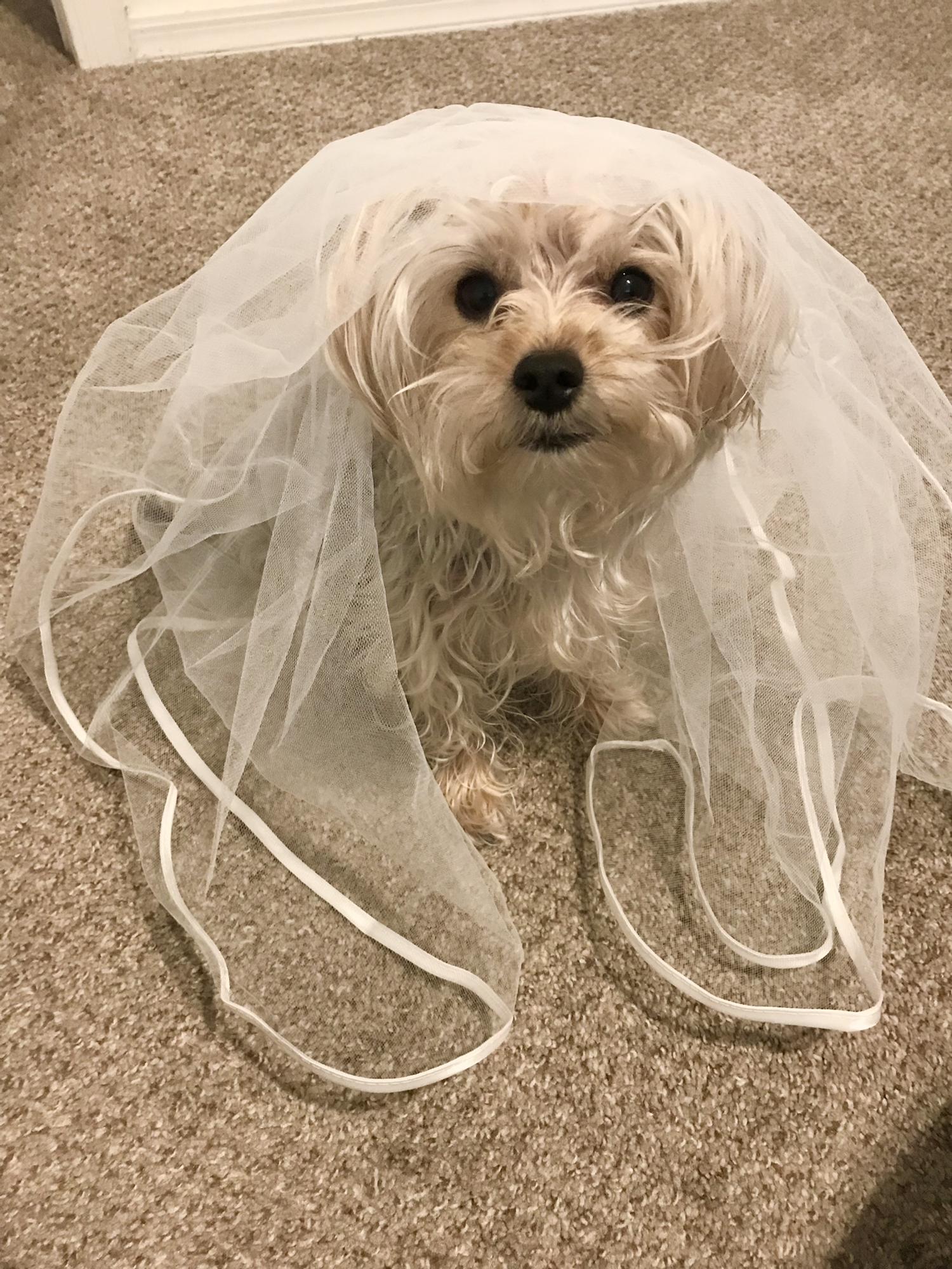 Ellie will be in attendance!
(As soon as Ellie received her invitation she RSVP’d to let us know. Woo! Go El!! She chose chicken as her meal option, her fav.)