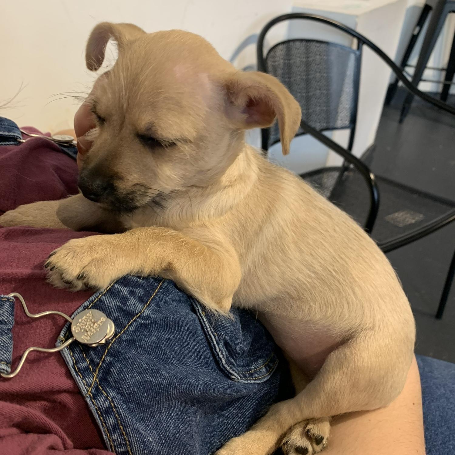 The day we decided to adopt this sweet baby angel. We named her Juno!