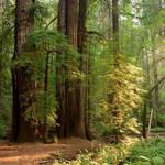 Roys Redwoods Preserve