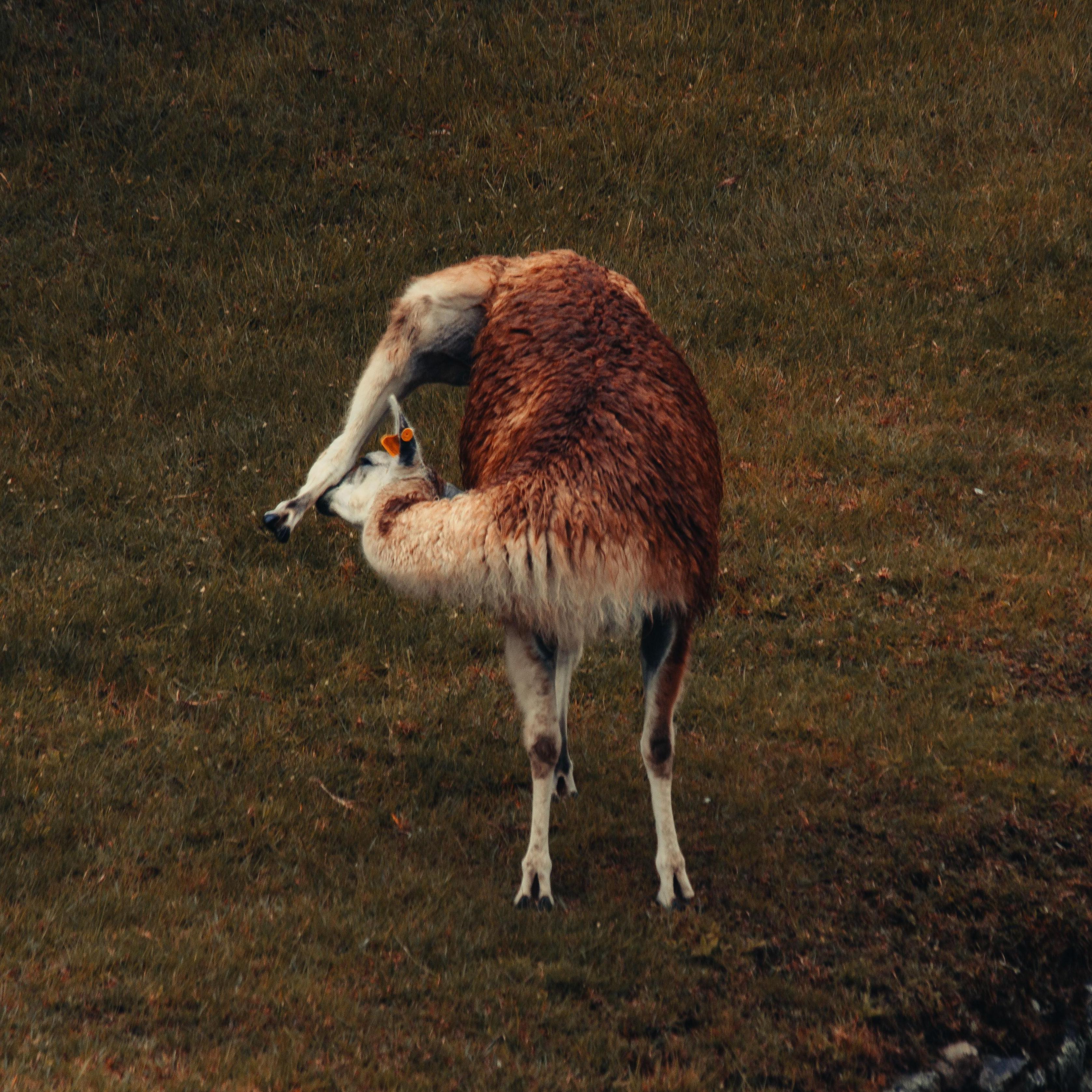 Goofy Alpaca in Macchu Picchu