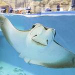 Newport Aquarium