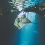 Swimming with Manta Rays