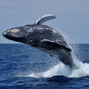 Whale-watching in Hermanus and the greater Western Cape province