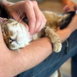 Beautiful Together Animal Sanctuary's Cat Cafe