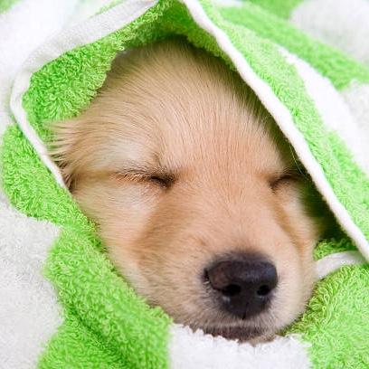 Puppymoon for Ollie