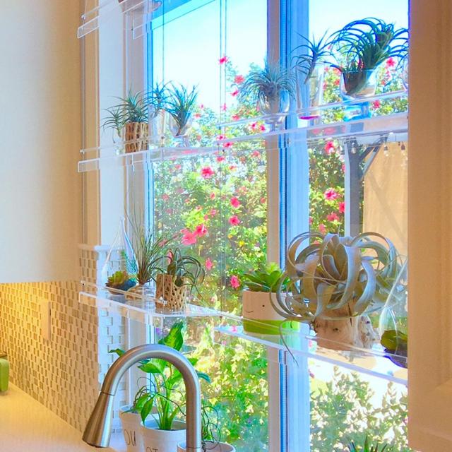 Window Plant Shelf | Hanging Shelf |...