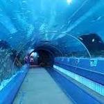Georgia Aquarium