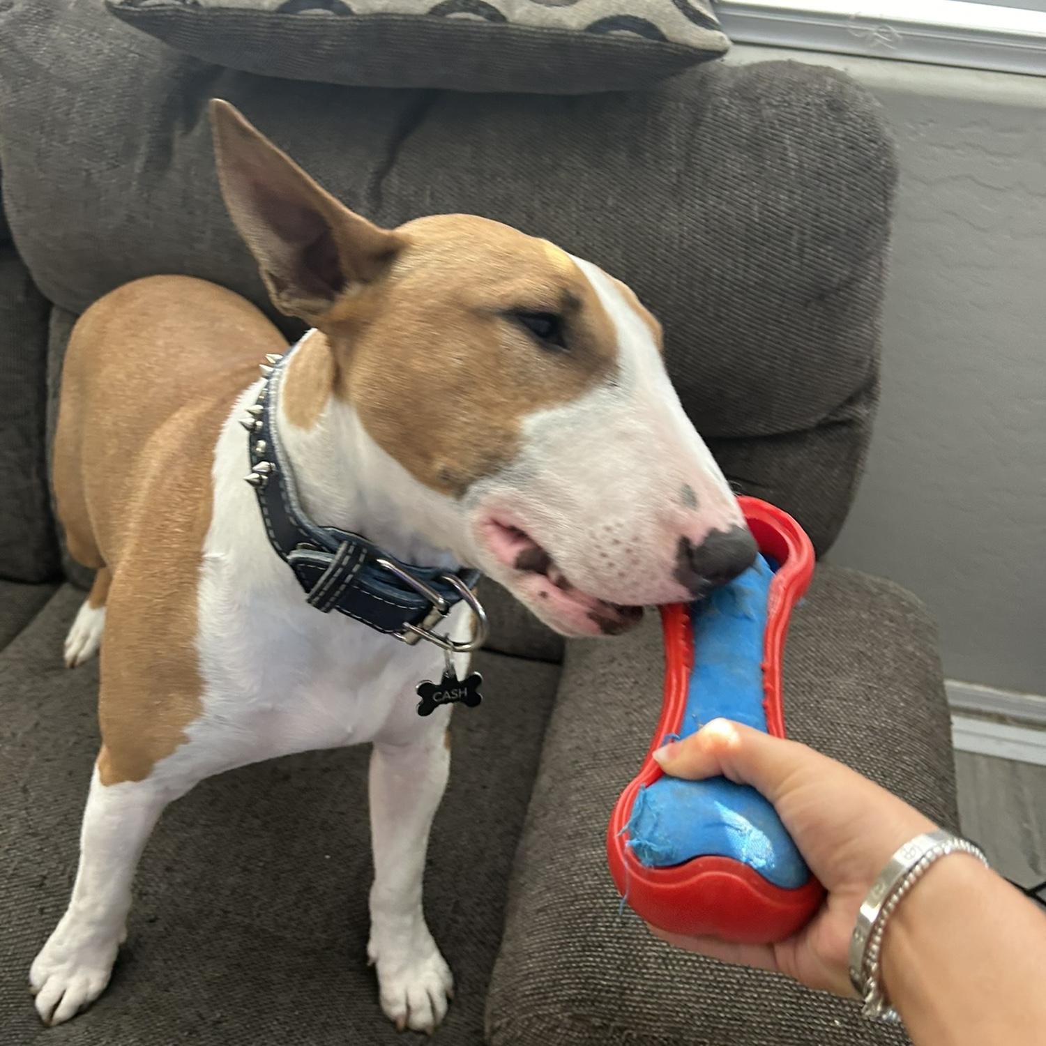 Our Pride and Joy (Cash)