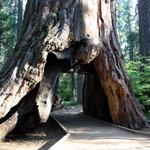 Calaveras Big Trees State Park