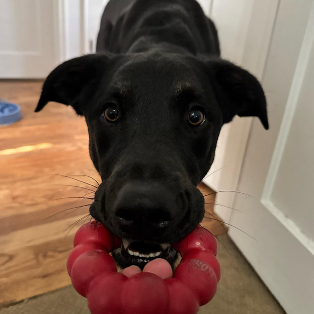 Daycare for Kobe During Our Honeymoon