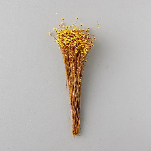 Preserved Glixia Bunch