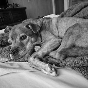 Doggie Toys & Treats Fund for Rocky & Mango