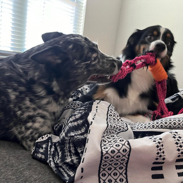 Our Pet Toy Fund