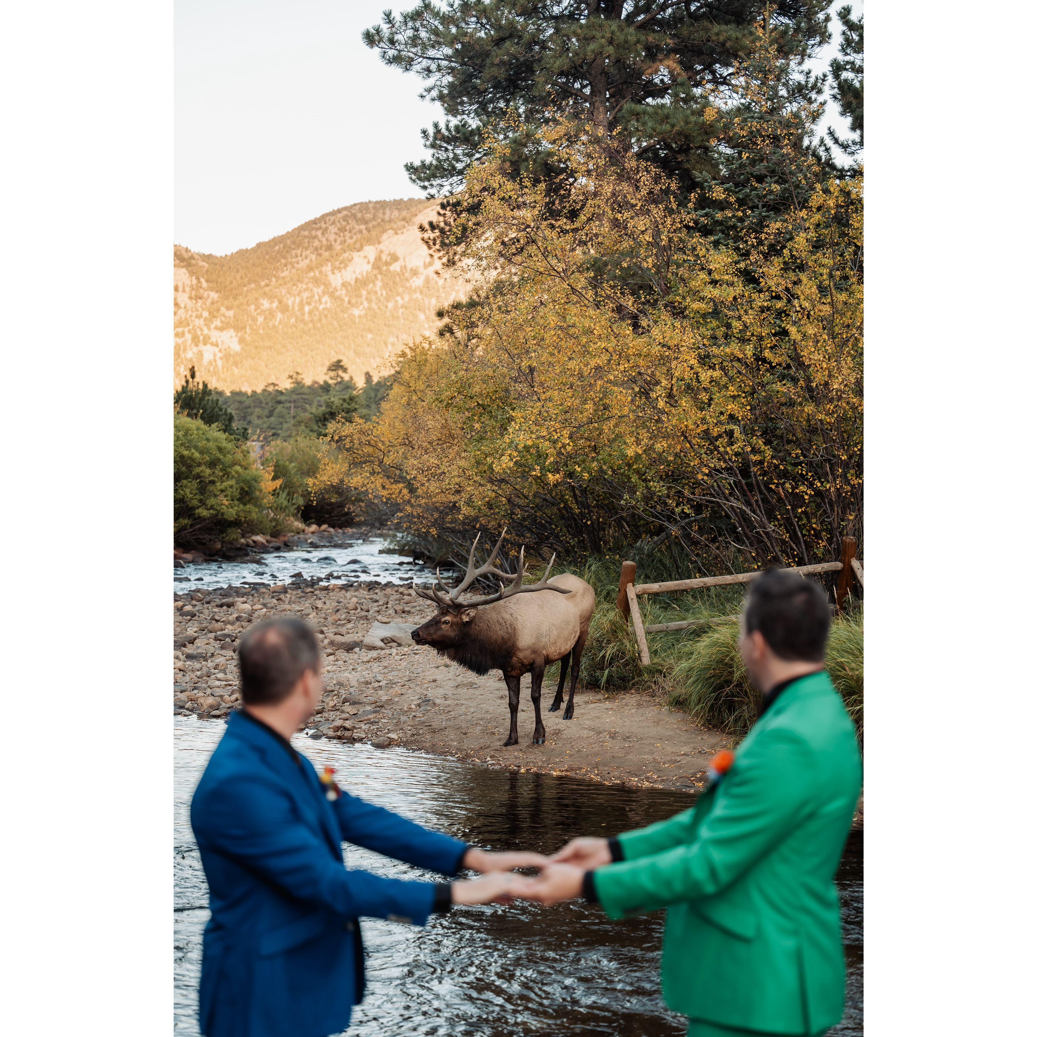 A surprise visitor walked up right as we were kisssing. This wedding crashed was welcome, and he got even closer to us!