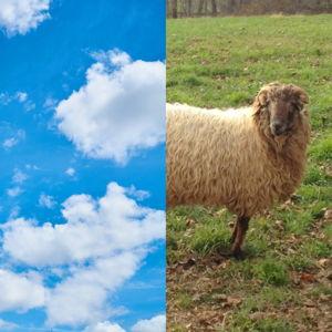 Half-a-Sheep!