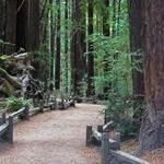 Armstrong Redwoods State Natural Reserve