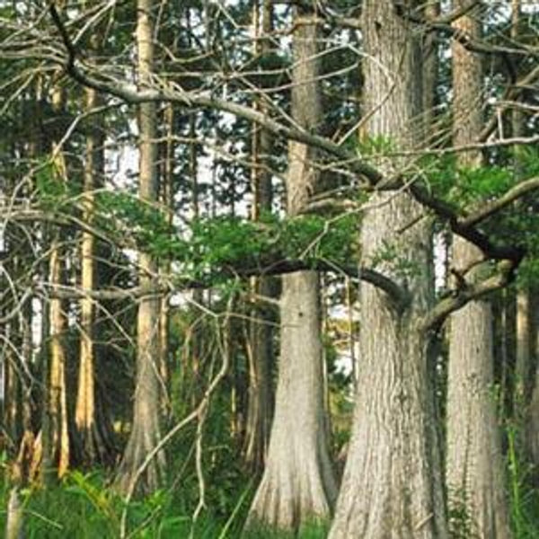 Land Steward Donation